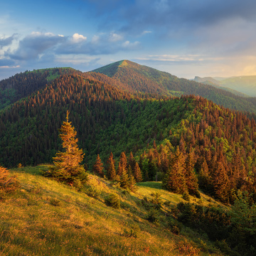 Slovensko - fotografování zvířat