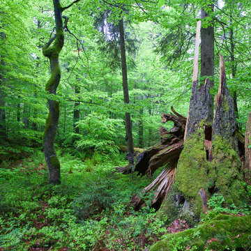 Noční a krajinářská fotografie na Šumavě